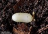 střevlík Ullrichův (Brouci), Carabus ullrichii fastuosus, Carabidae, Carabinae (Coleoptera)